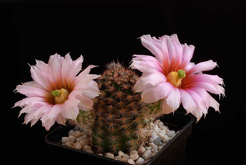 Echinocereus 3010