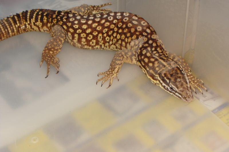 varanus acanthurus Dsc01818