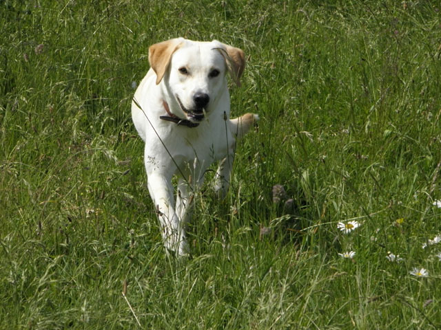 PERRY (Labrador sable) Perry510