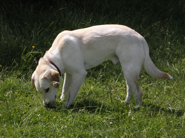 PERRY (Labrador sable) Perry710