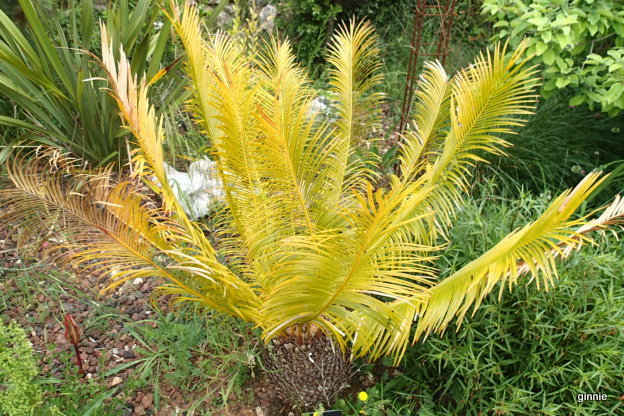 Mon cycas Panzhuanensis entrain de mourir ? P5052010