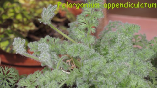 Pelargonium appendiculatum Dscn4313