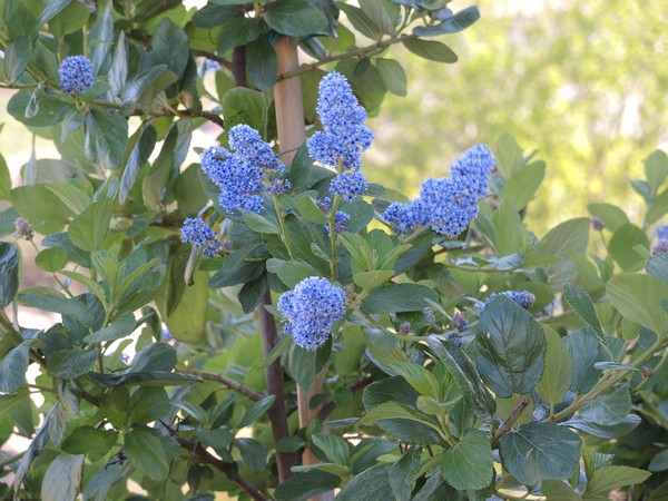 Ceanothus arboreus et cultivars  Dscn4316