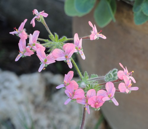 pelargonium - Pélargonium - identifications  Dscn4321