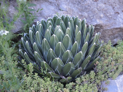 Agave victoriae-reginae - agave de la Reine Victoria - Page 2 Dscn4512