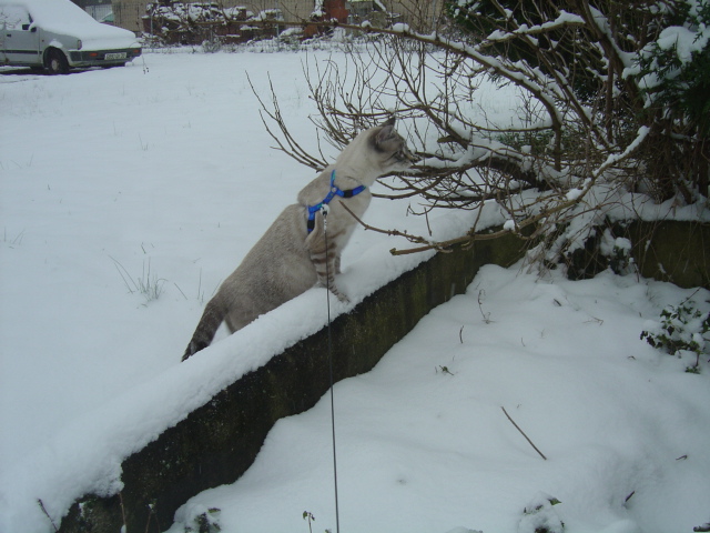 La neige chez moi... 00710