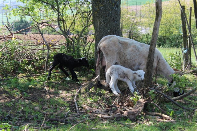 mes brebis scottish .. mourerous et leur bélier - Page 7 Img_2922