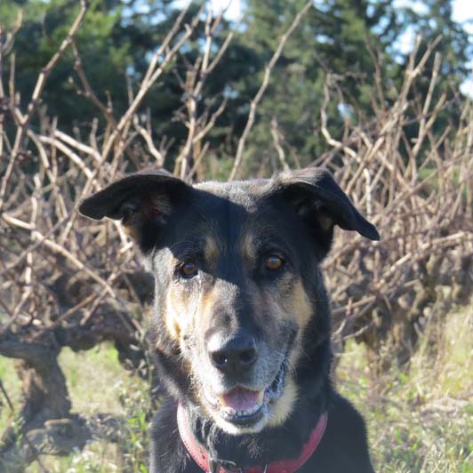 OMER - x ba 10 ans  (3 ans de refuge)- Sans Collier Provence à Gareoult (83) Tete12