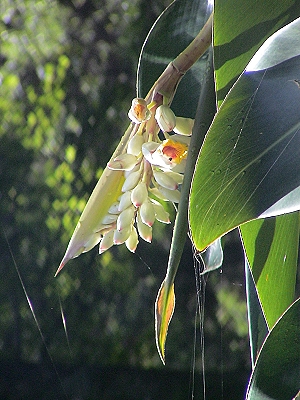 Alpinia koshunensis 010
