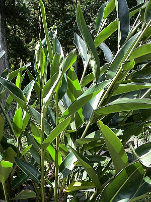 Alpinia koshunensis 510
