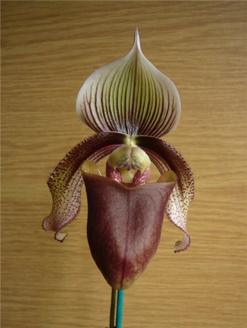 Paphiopedilum superbiens 5c3ace10