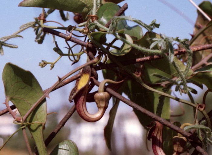 Aristolochia macrophylla Aristo12