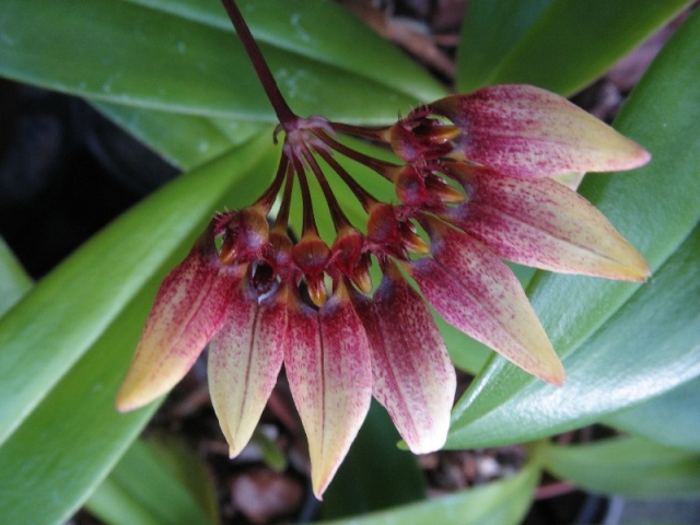 Bulbophyllum flabellum-veneris Bulbop10