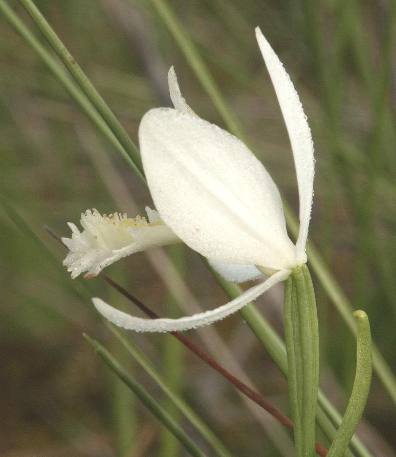 Pogonia ophioglossoides Jul_1710