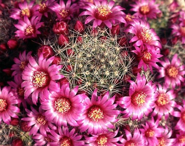 Mammillaria zeilmanniana K135_m10