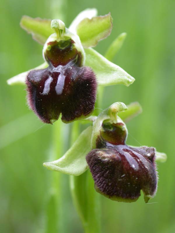 Ophrys scolopax Light-26