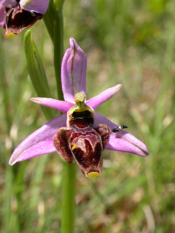 Ophrys scolopax Light-29