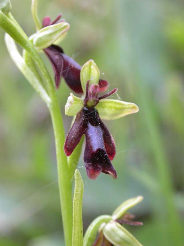 Ophrys scolopax Light-30