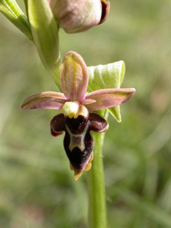 Ophrys scolopax Light-32