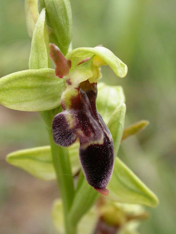 Ophrys scolopax Light-35