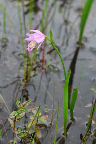 Pogonia ophioglossoides Ophiog10