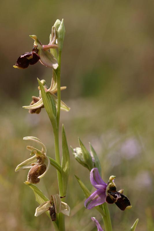 Ophrys scolopax Ophrys15