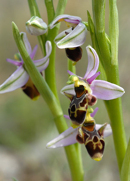 Ophrys scolopax Ophrys22