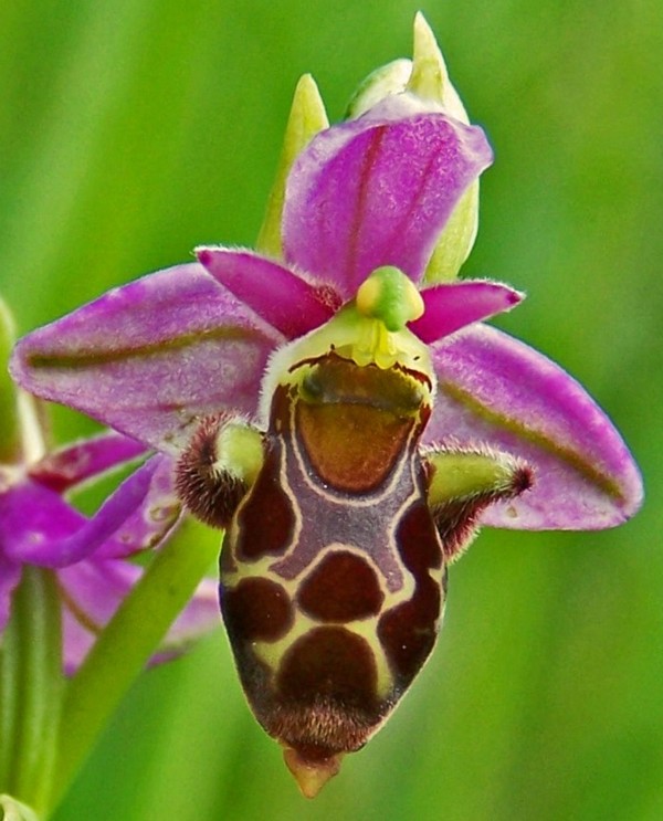 Ophrys scolopax Ophrys27