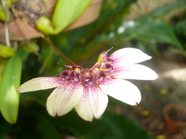 Bulbophyllum flabellum-veneris Orchid10