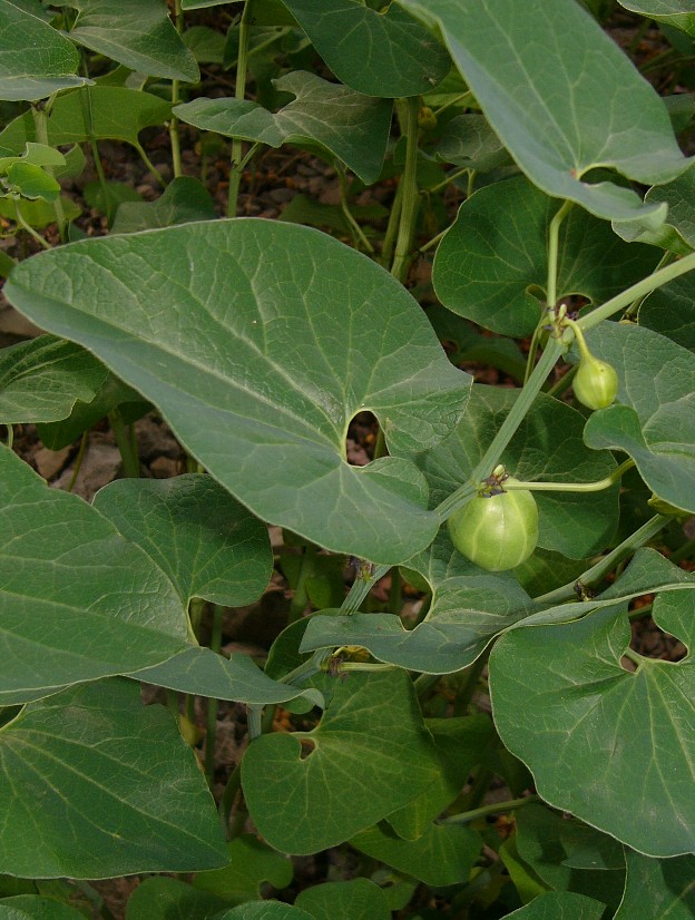 Aristolochia macrophylla P1250110