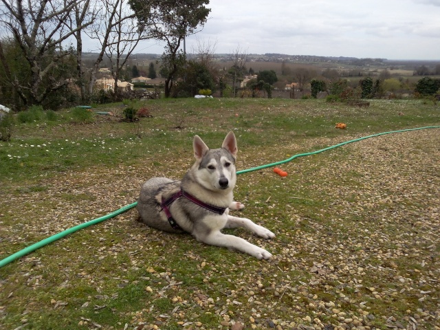 Shana husky 11 mois... de la souffrance à la delivrance ASSO24 Img_2012