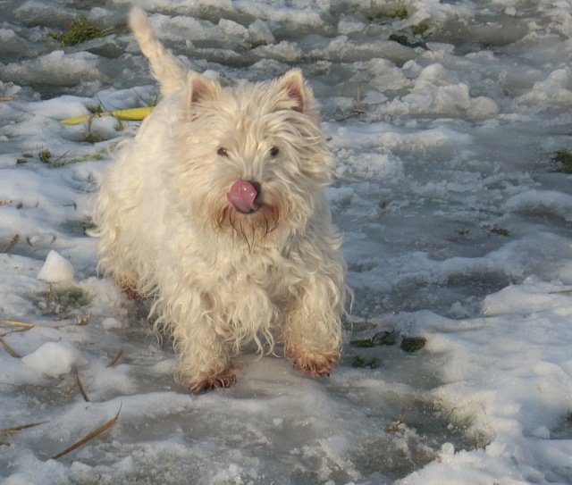 ARIANA - type westie - femelle -  5 ans - Page 5 Ariana10