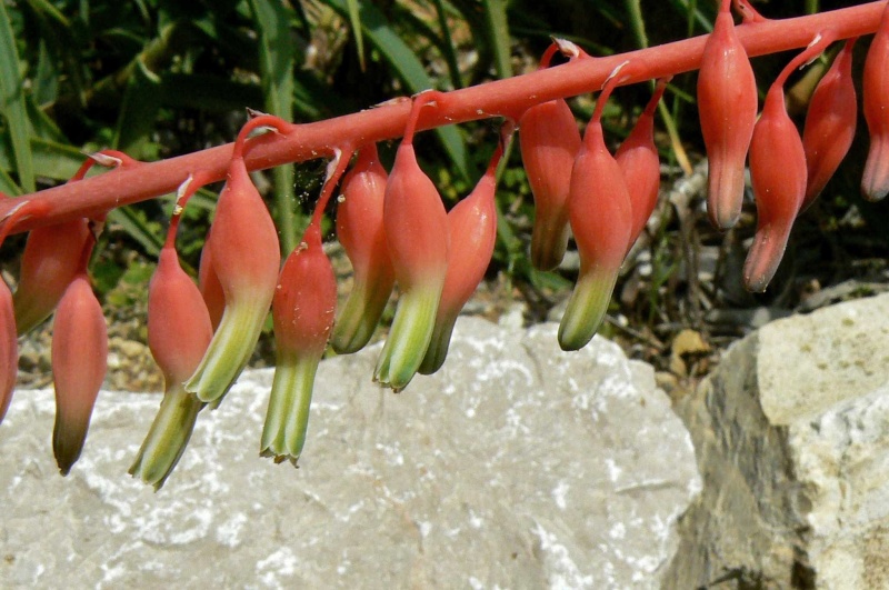 Gasteria bicolor v. liliputana Gaster13