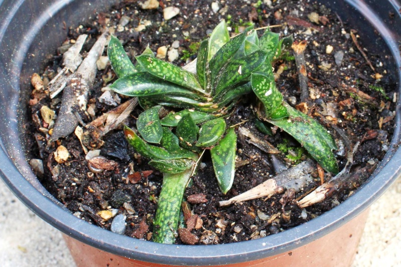 Gasteria bicolor v. liliputana Gaster16