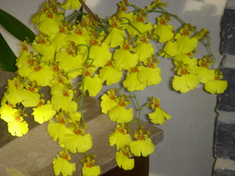 mes orchidées 200410