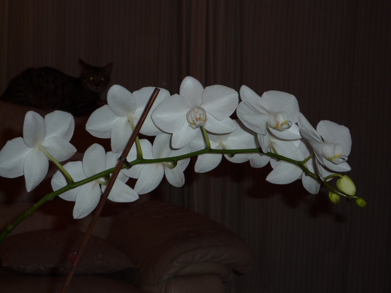 mes orchidées P1000017