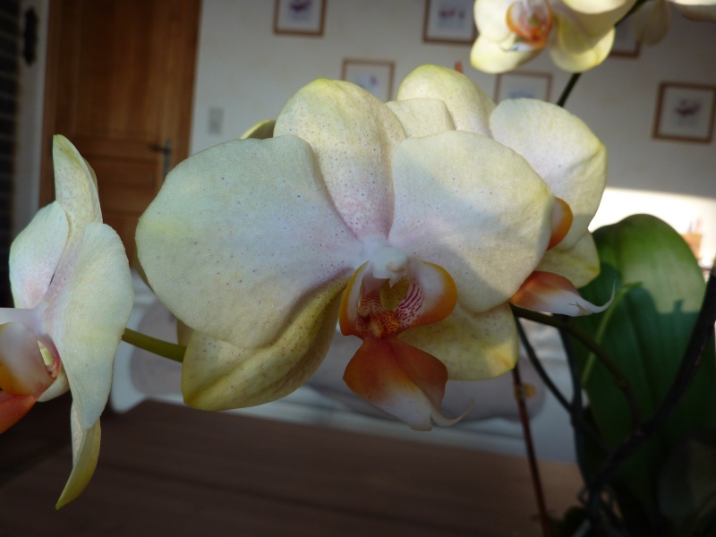 mes orchidées P1000113