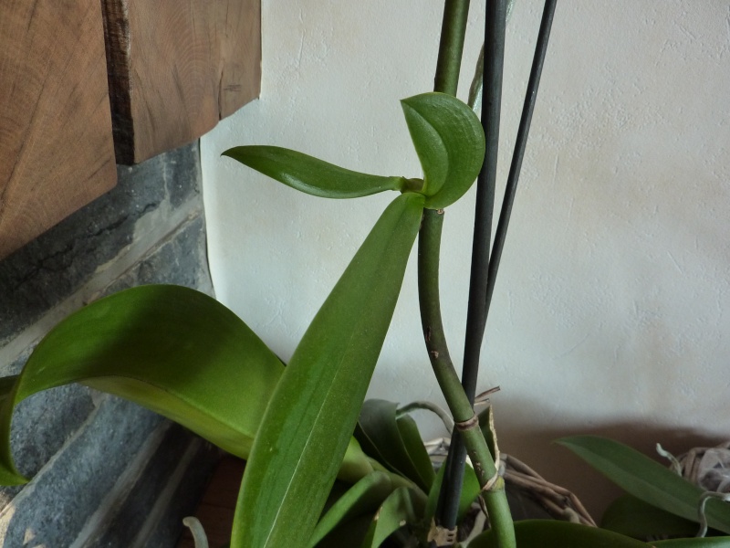 mes orchidées P1000114