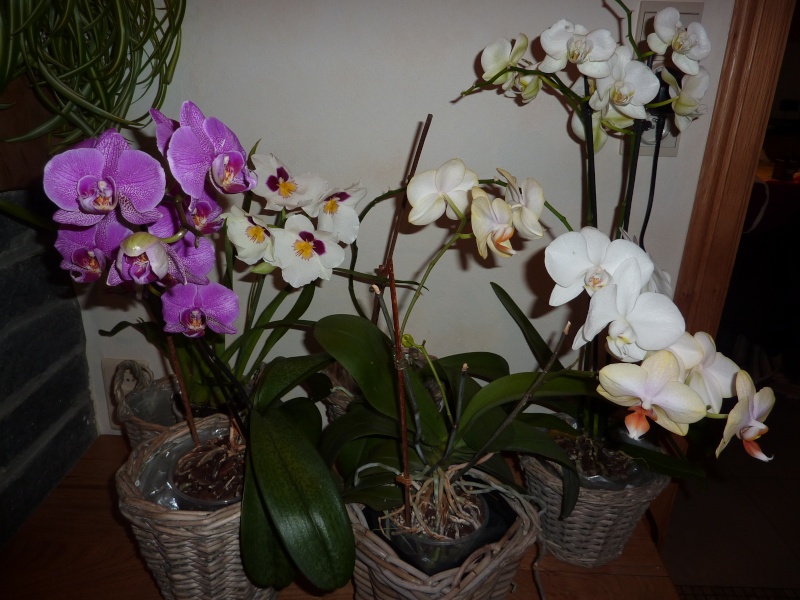 mes orchidées - Page 2 P1000215