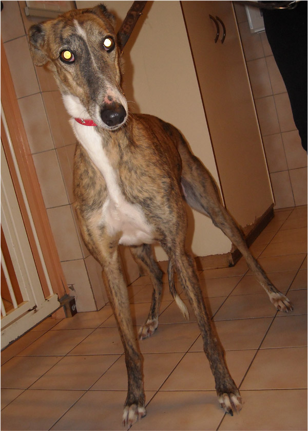 ELVIRA, galga dans une SPA !! Delvir10