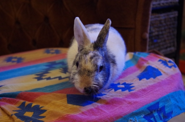 Sweety, lapine dans le 01 (Au Bazar des NAC) 66809110