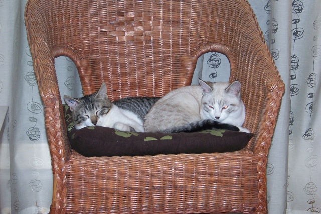 JAzz, chatonne seal point de 3 mois environ et son frère Ravel, petit chaton tigré et blanc de 3 mois 100_2511