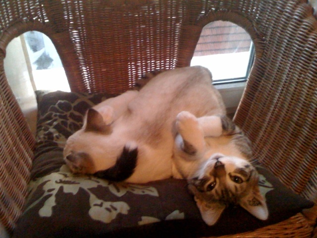 JAzz, chatonne seal point de 3 mois environ et son frère Ravel, petit chaton tigré et blanc de 3 mois Photo10