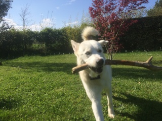 Melosuki , JEUNE HUSKY TROUVE  REFU 24   ADOPTE - Page 3 010_310