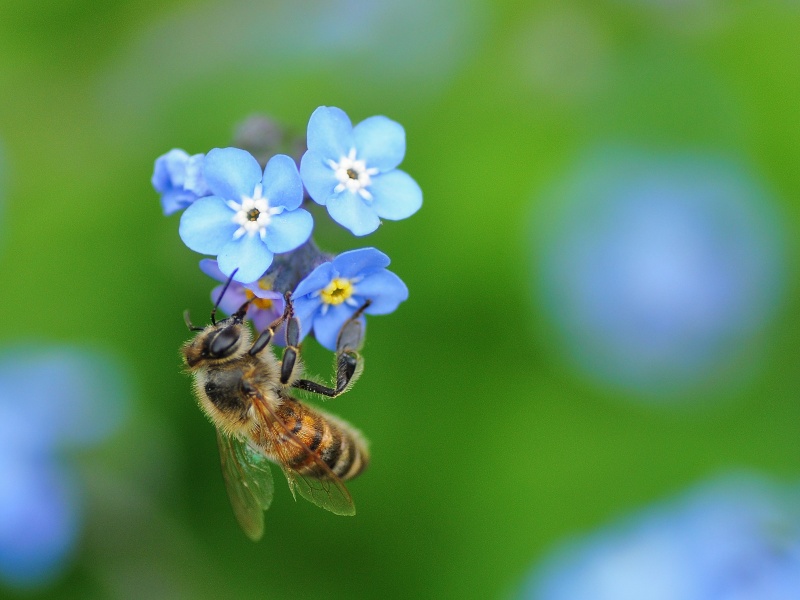 1ère abeille Fleurs11