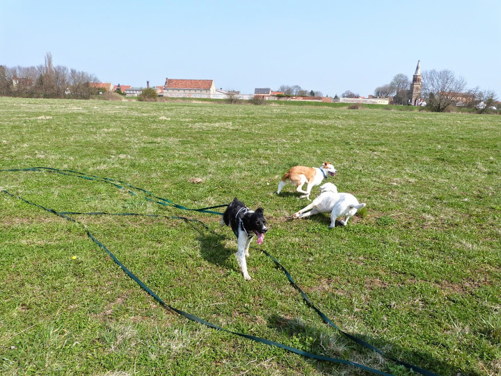 Vasco - très bel epagneul breton noir/blanc 9 ans de Béthune - asso Bretonen in Not (Deutschland) 21552411