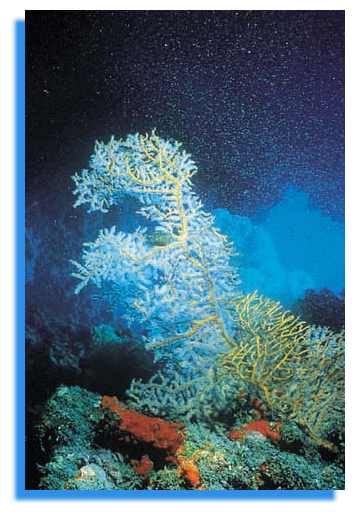 les coraux en danger!! Corail19