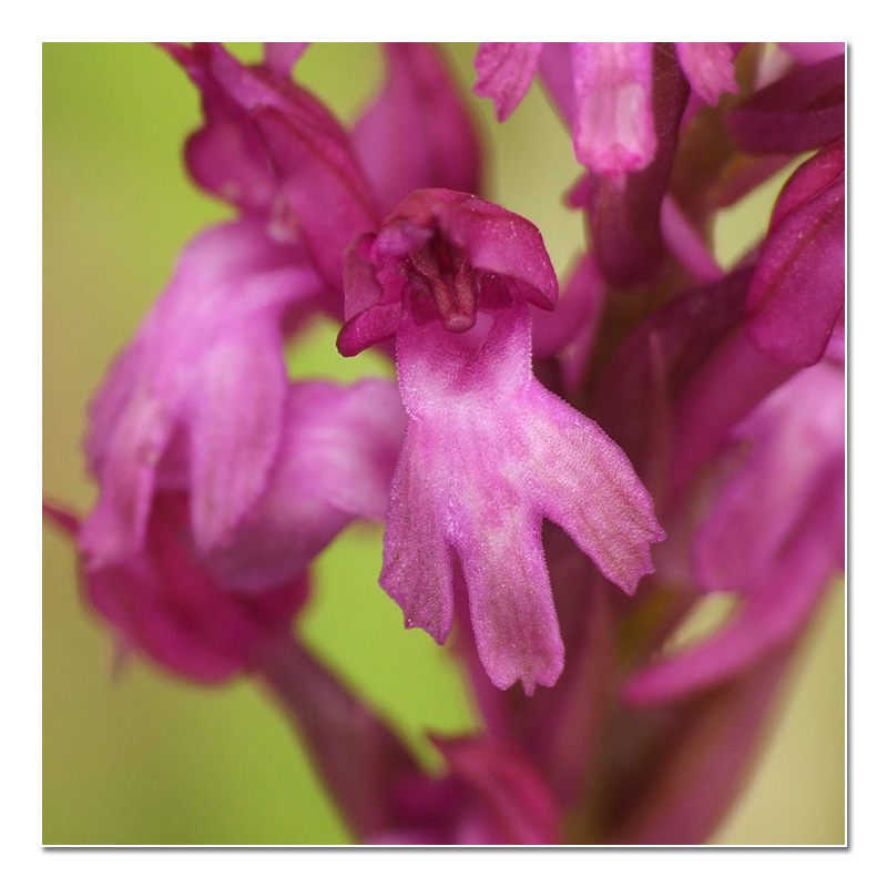 Anacamptis fragrans × pyramidalis (Anacamptis ×simorrensis) A_x_si11