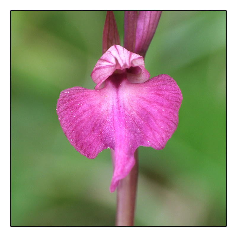 Anacamptis laxiflora X Serapias vomeracea Hyb10