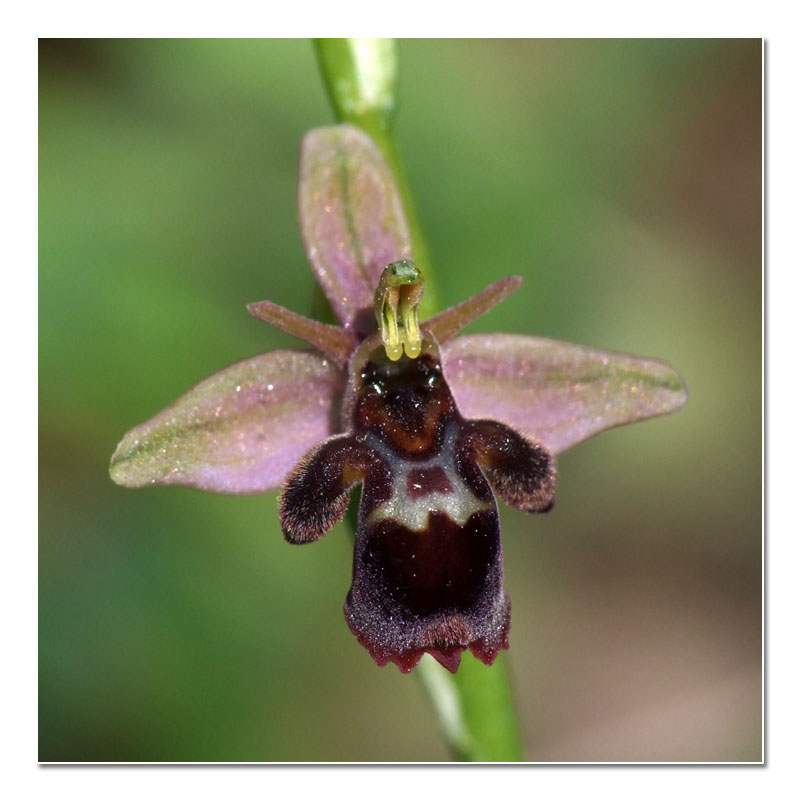 Ophrys insectifera x scolopax (x nelsonii) Hybrid15
